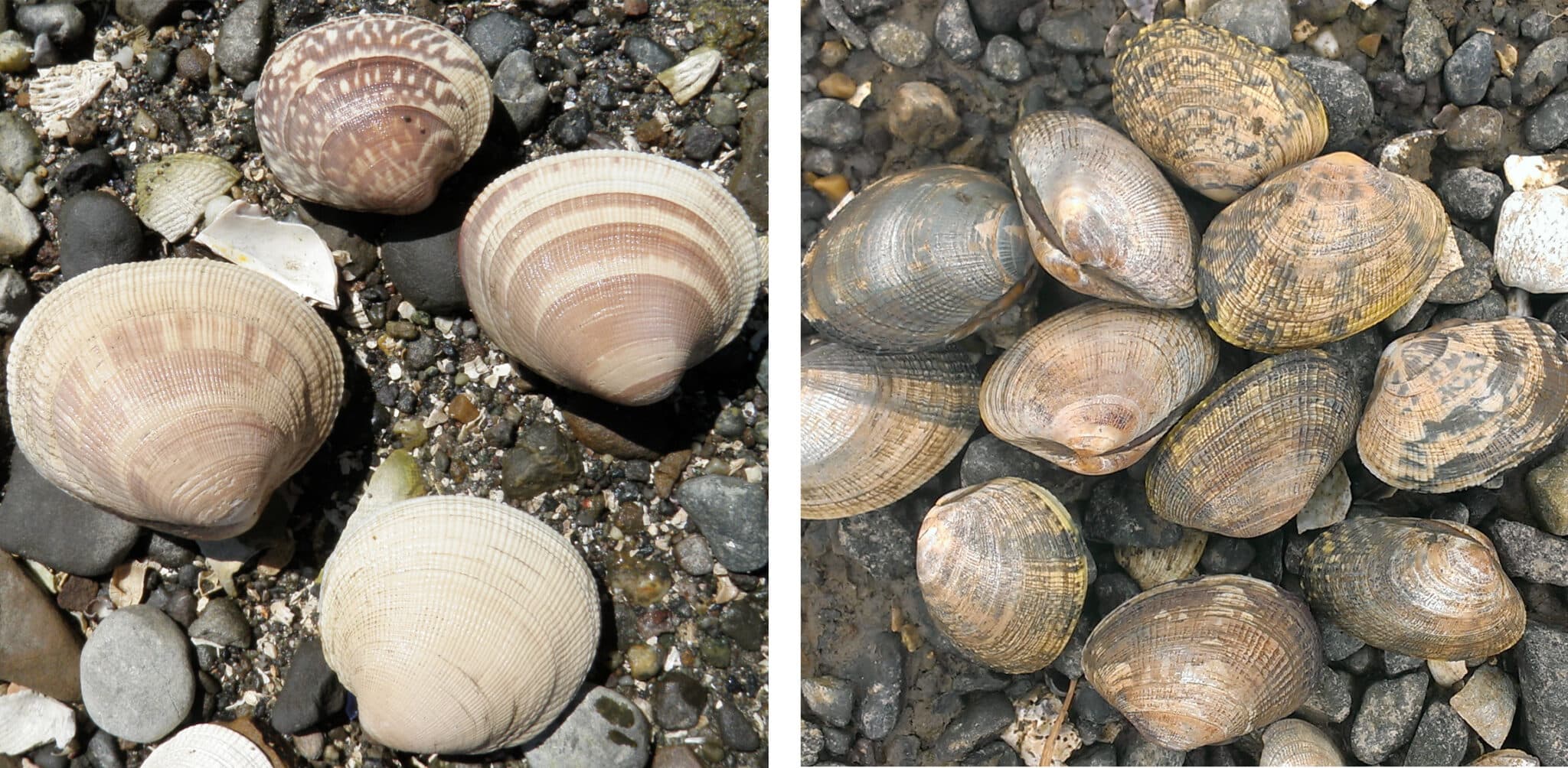 Cover Image for Family Fun: Clam Digging at Quilcene Bay Tidelands on Hood Canal