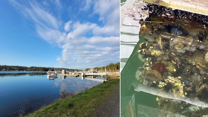 Cover Image for Hunting for Sea Creatures at the Port Ludlow Marina