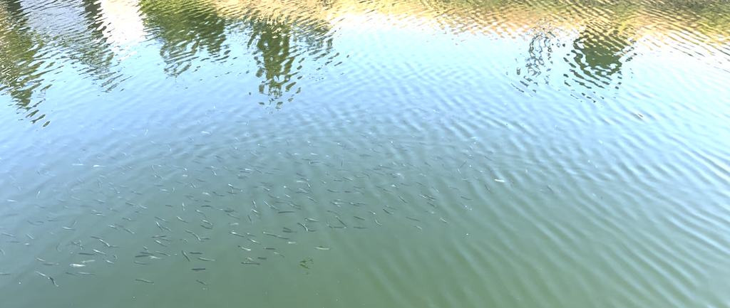 School of Fishes at the Port Ludlow Marina Docks